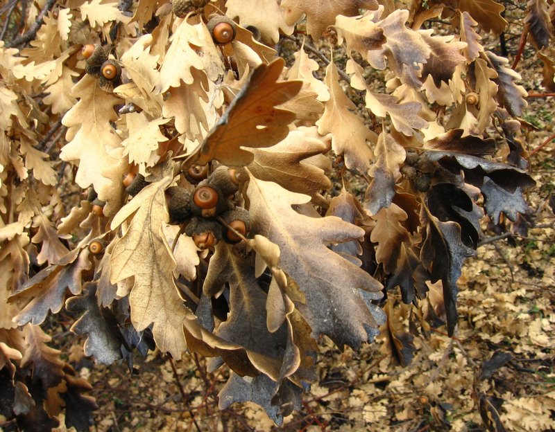 Oak leaves