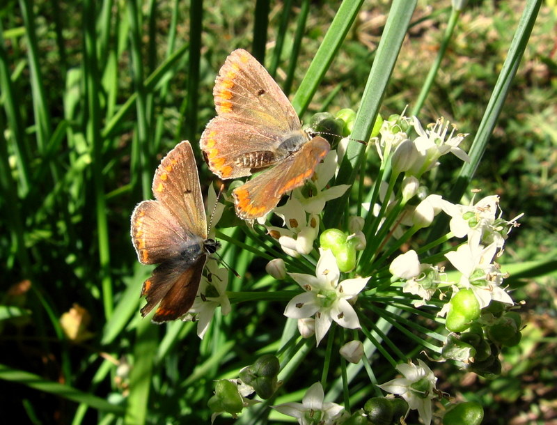 Worn blues, female