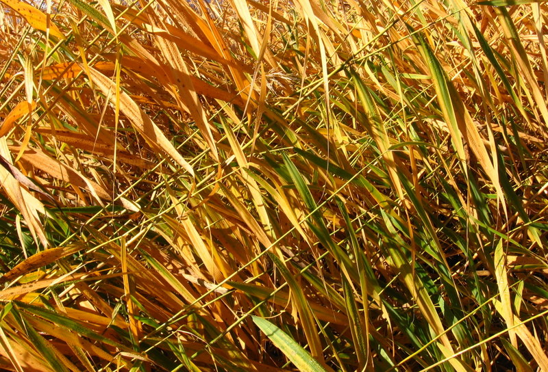 River reeds