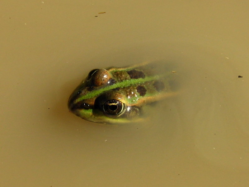 Marsh frog, Rana ridibunda