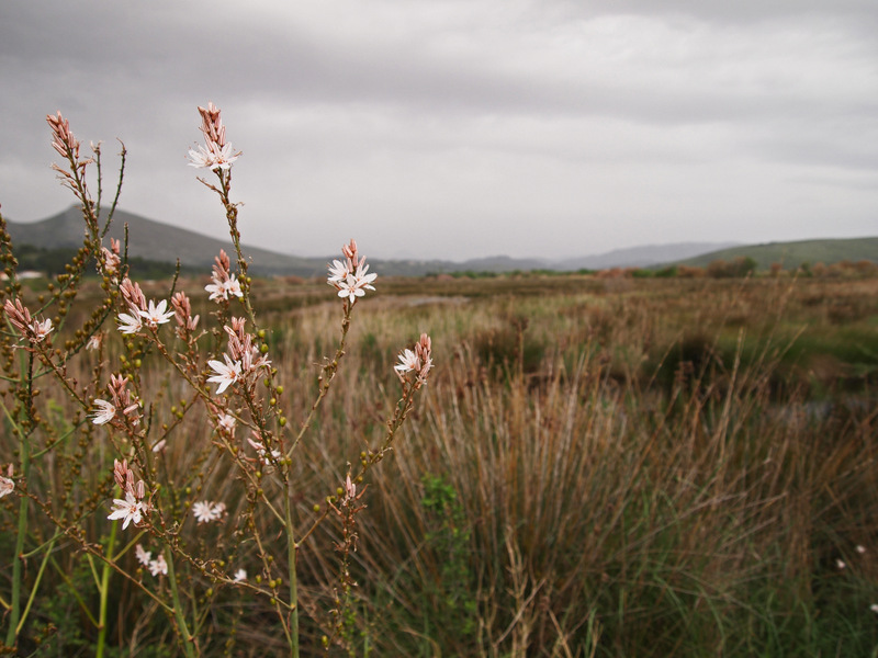 Marsh asphodel