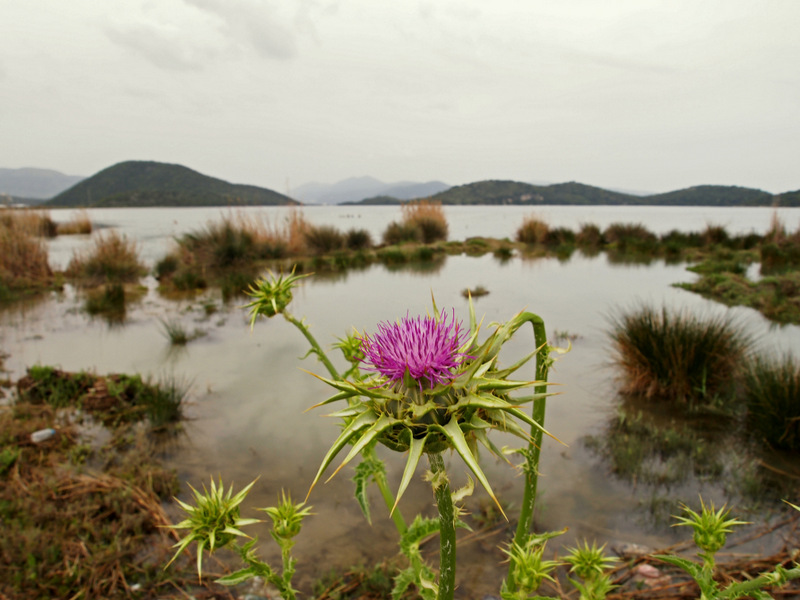 Marsh thistle