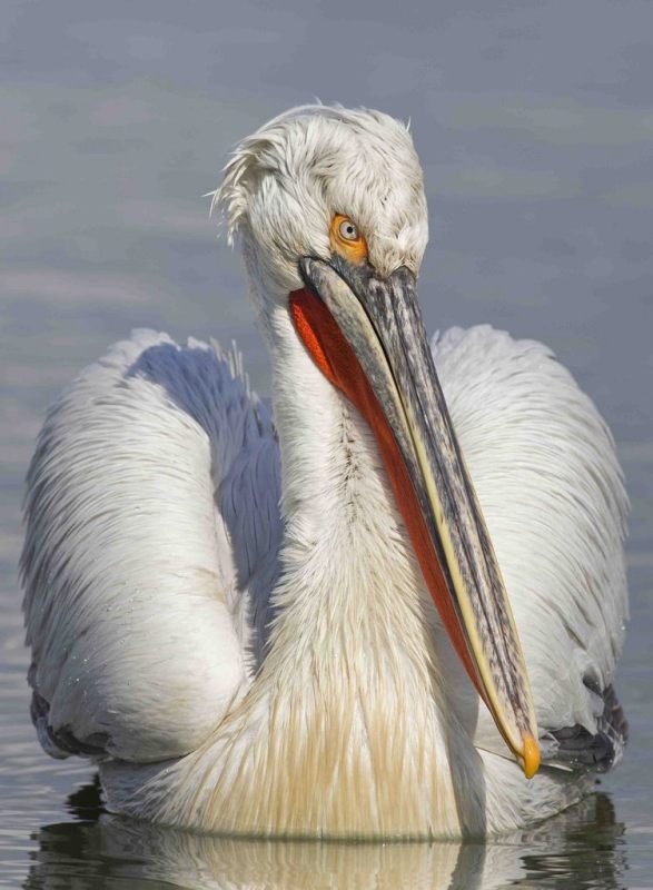 Dalmatian pelican, by Steve Mills