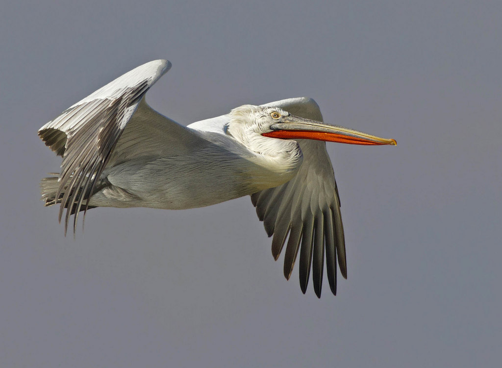 Dalmatian pelican, by Steve Mills
