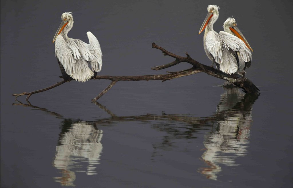 Dalmatian pelicans, by Steve Mills