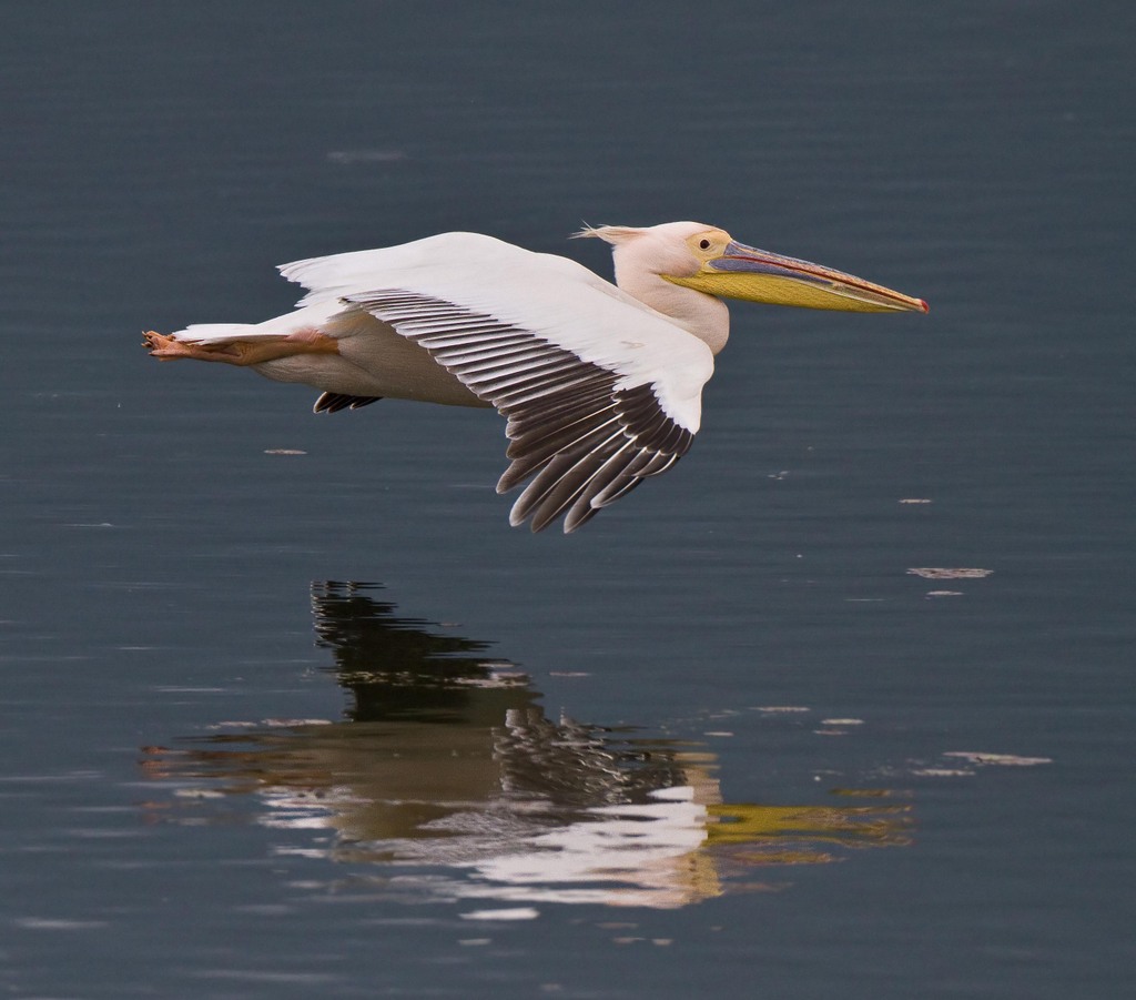 White pelican, by Steve Mills