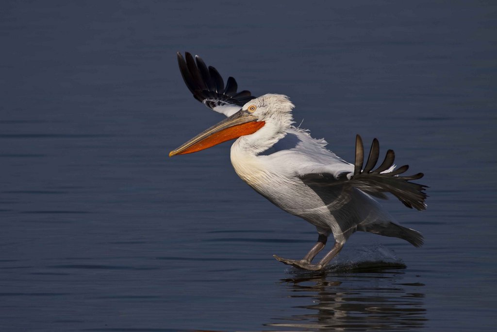 Dalmatian pelican, by Steve Mills