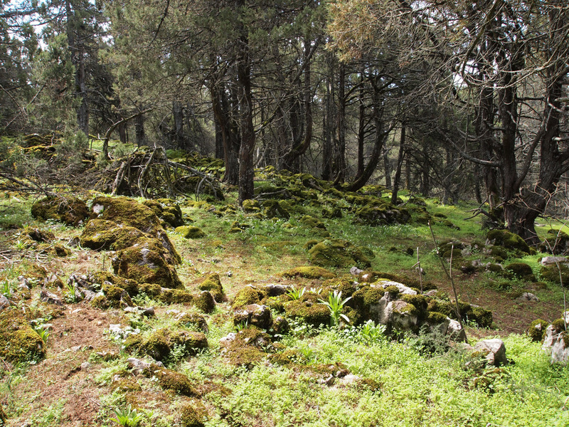 Juniper forest