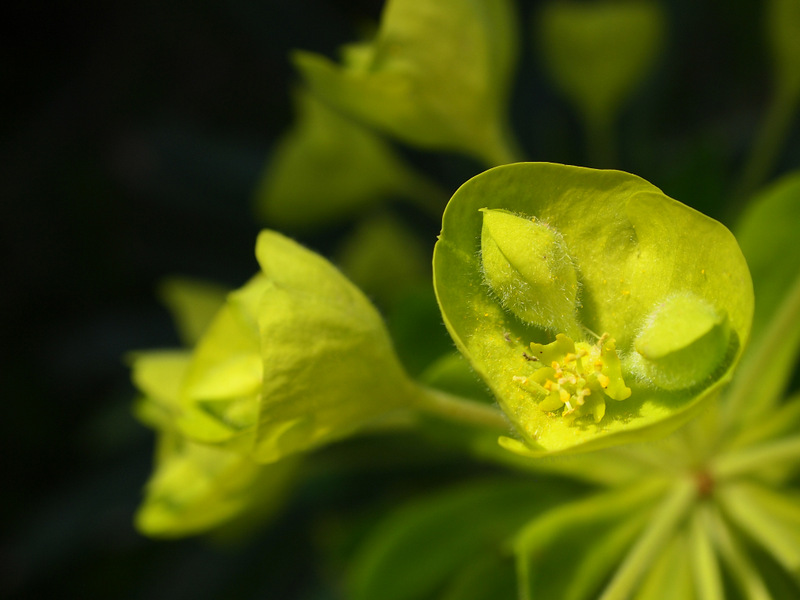 Euphorbia