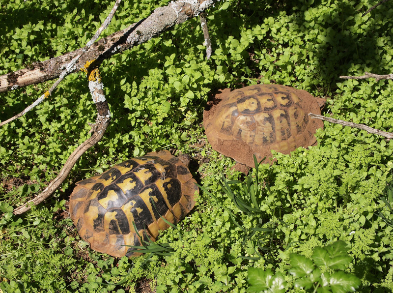 Hermann's tortoises