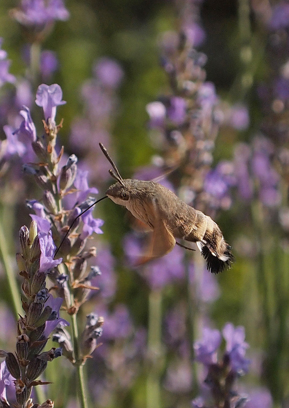 The Small Heart of Things Book Trailer