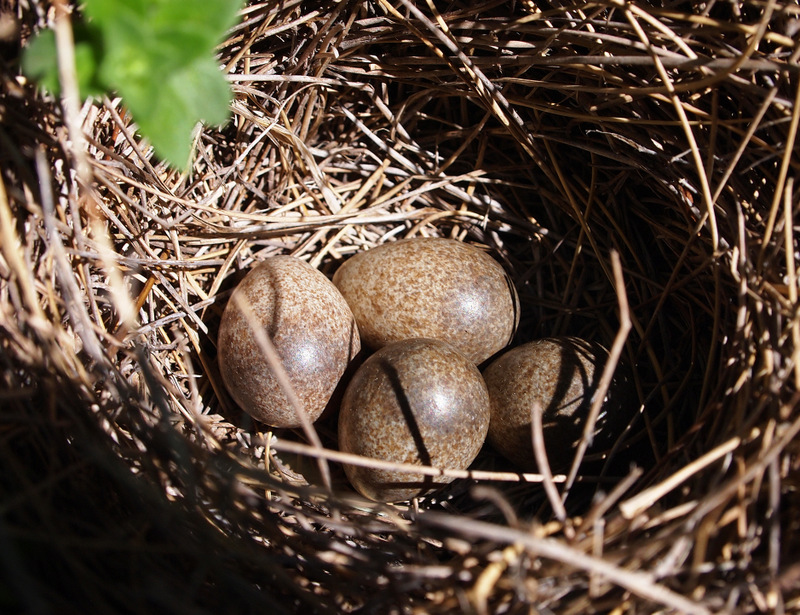 Skylark nest