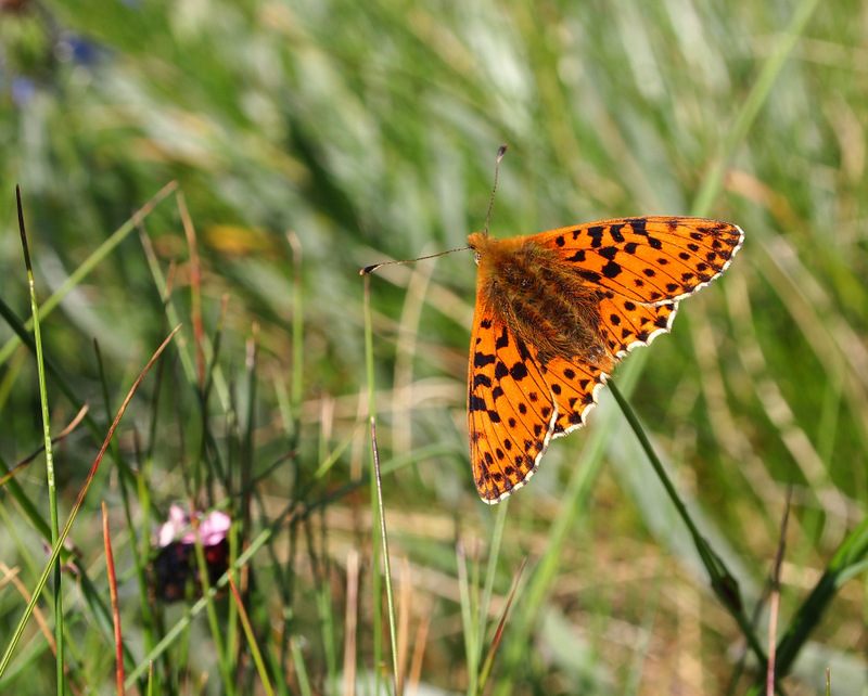 Fritillary