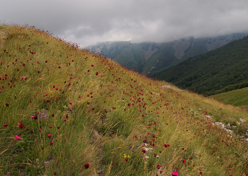 Wildflower meadow