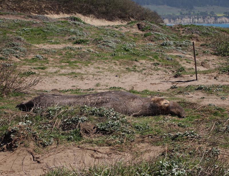 Elephant seal 2