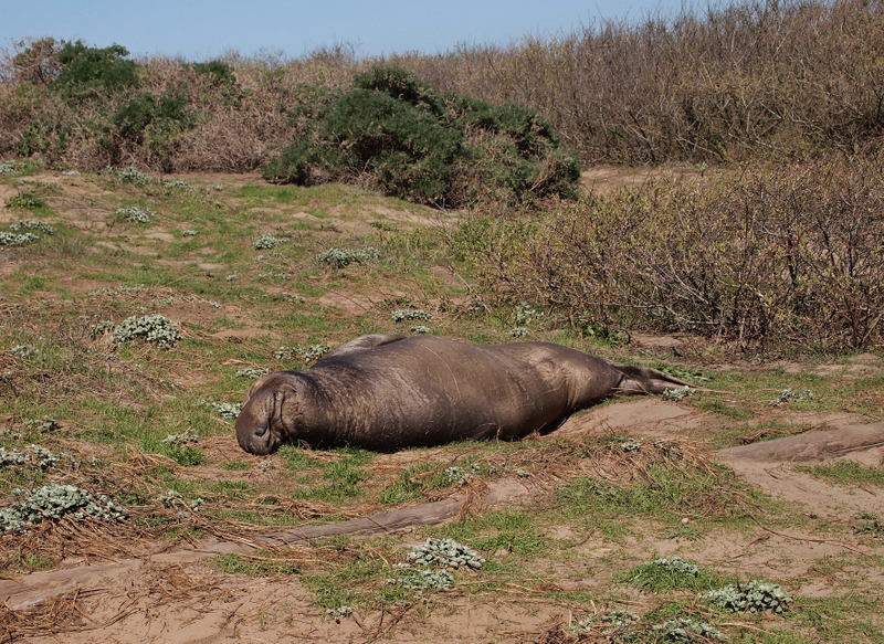 Elephant seal