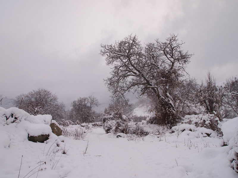 Walnut in snow