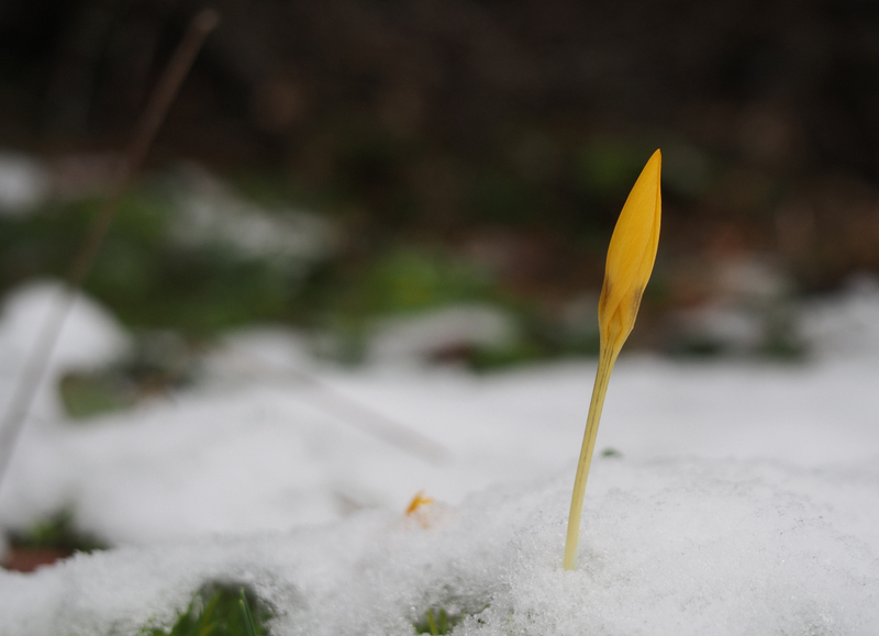 Crocus in snow