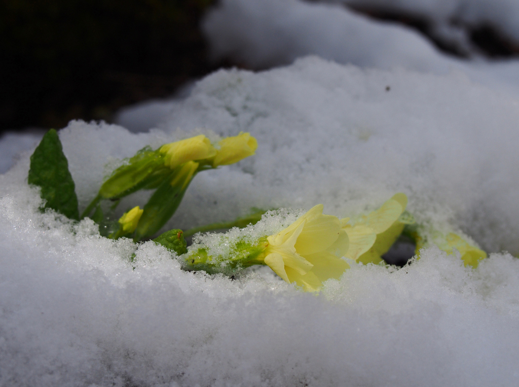 Primroses in snow