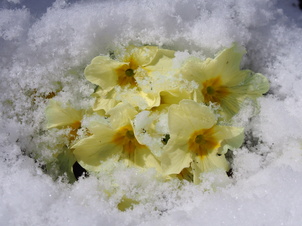 Primroses