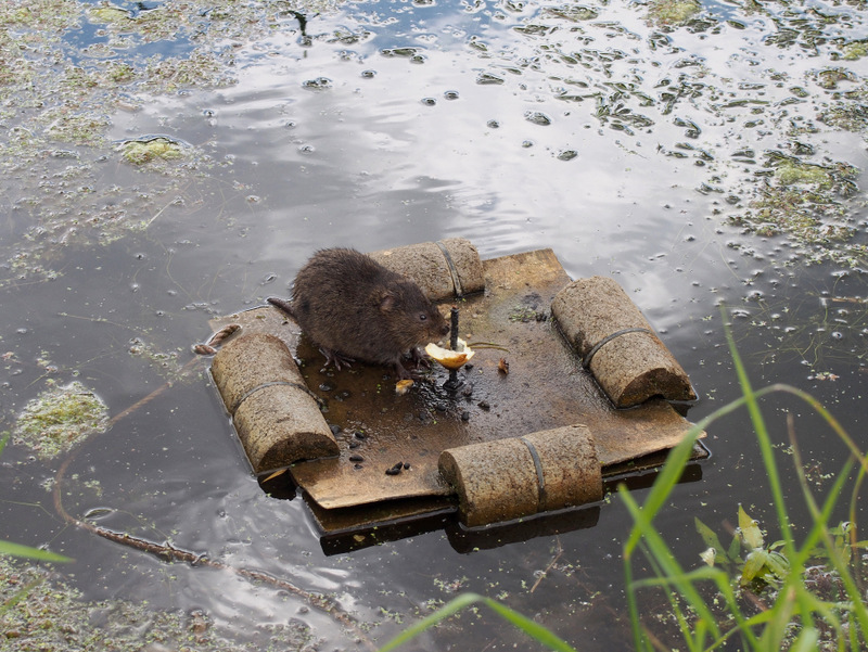 Water vole