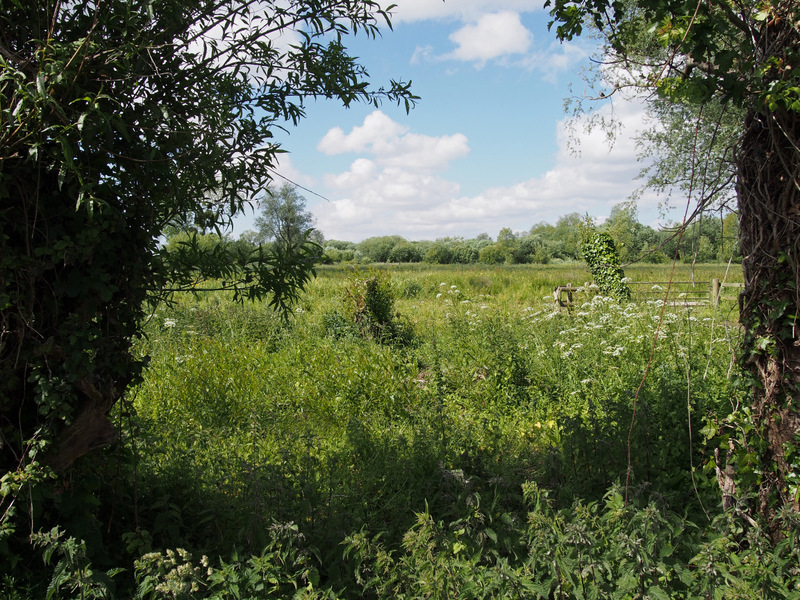 Magor Marsh