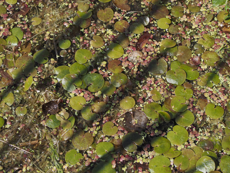Pond weed