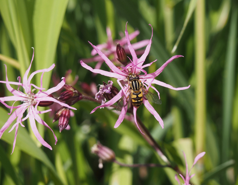 Ragged robin and visitor