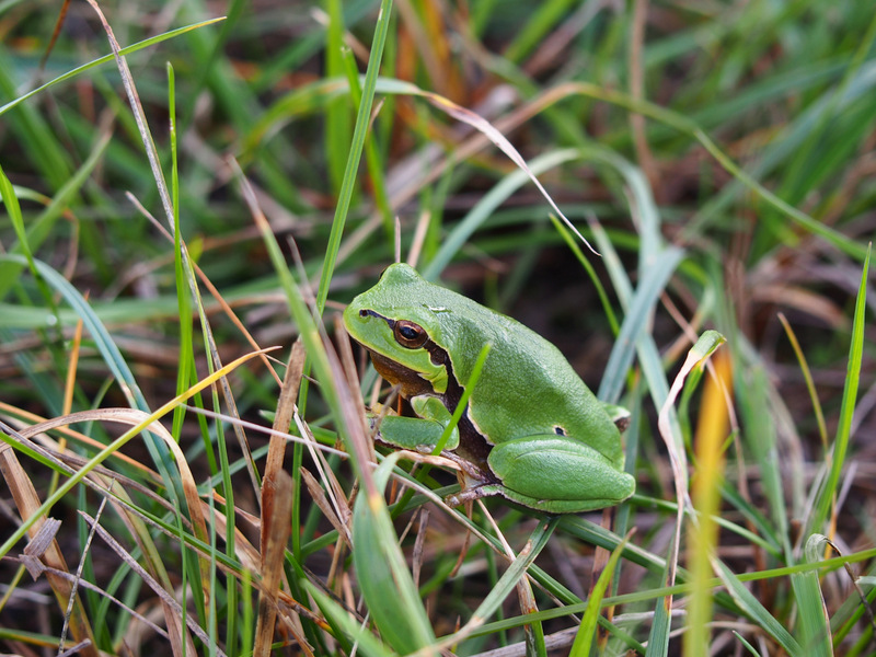 European tree frog