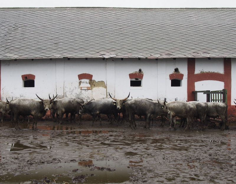 Long-horned Hungarian grey cattle