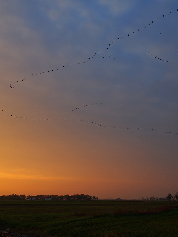 Evening cranes