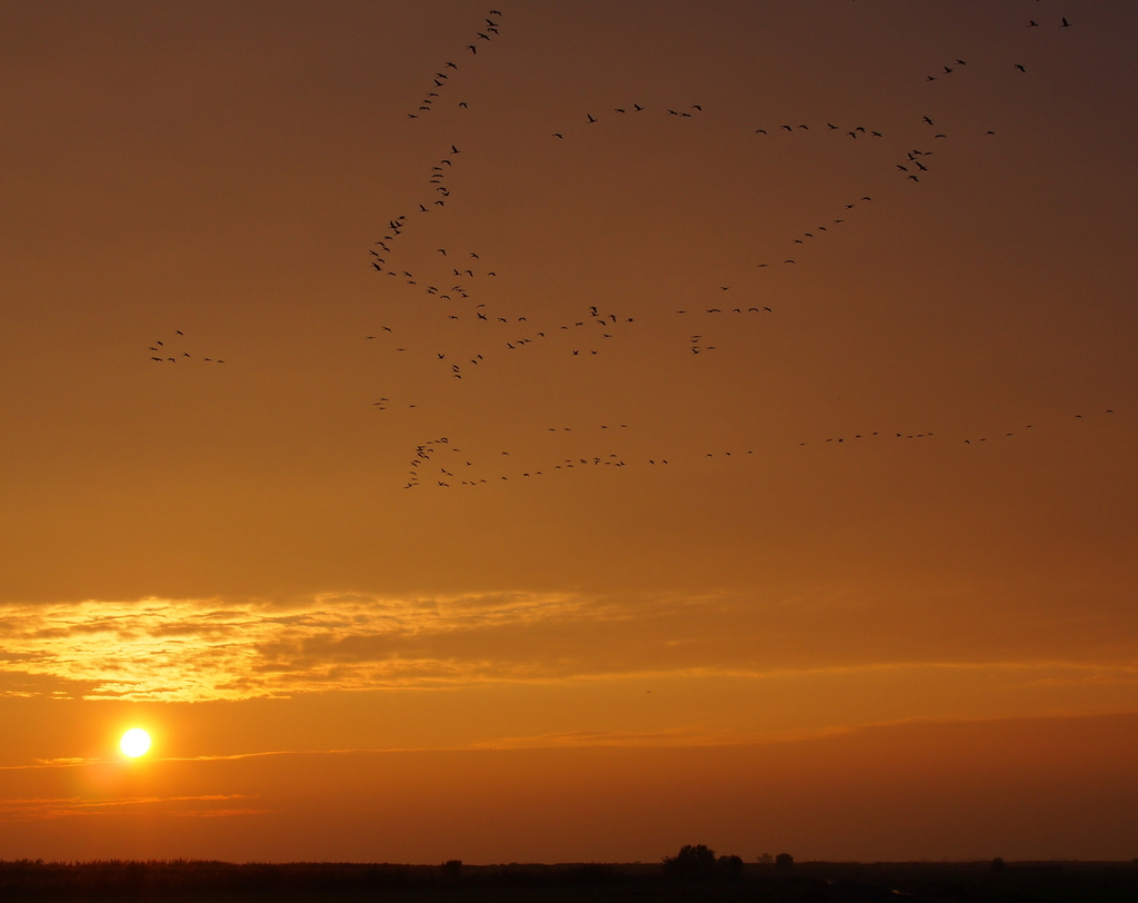 Sunset cranes