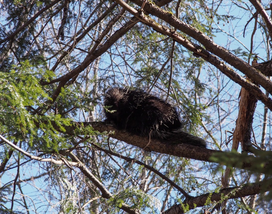 Porcupine