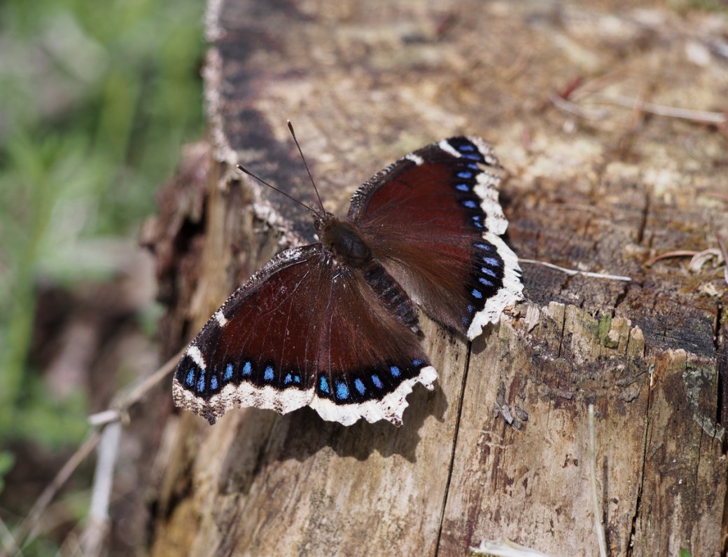 Mourning cloak