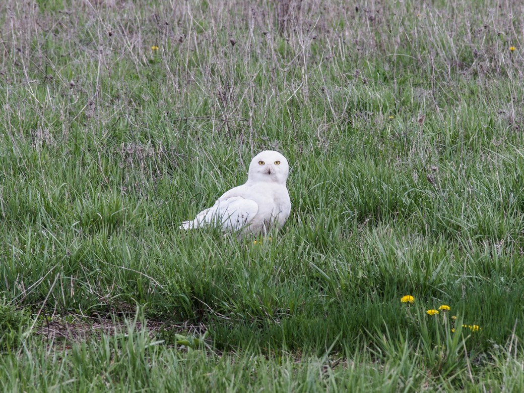Snowy owl