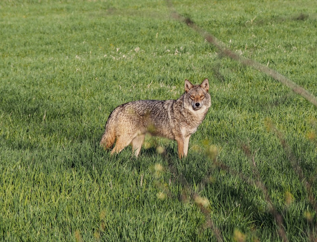 Eastern coyote