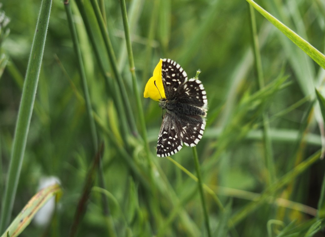 Grizzled skipper