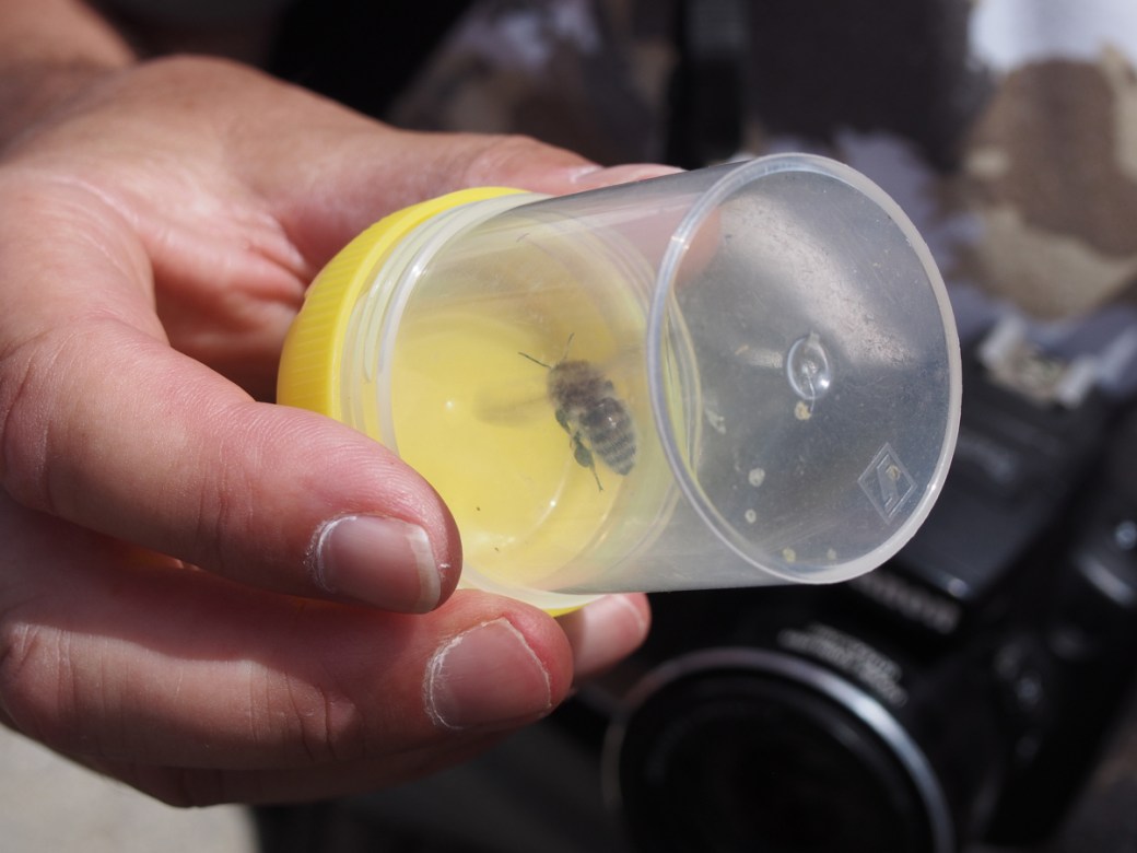 Brown-banded carder bee