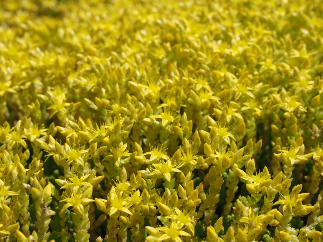 Sedum