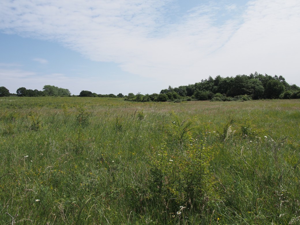Lodge Hill meadow
