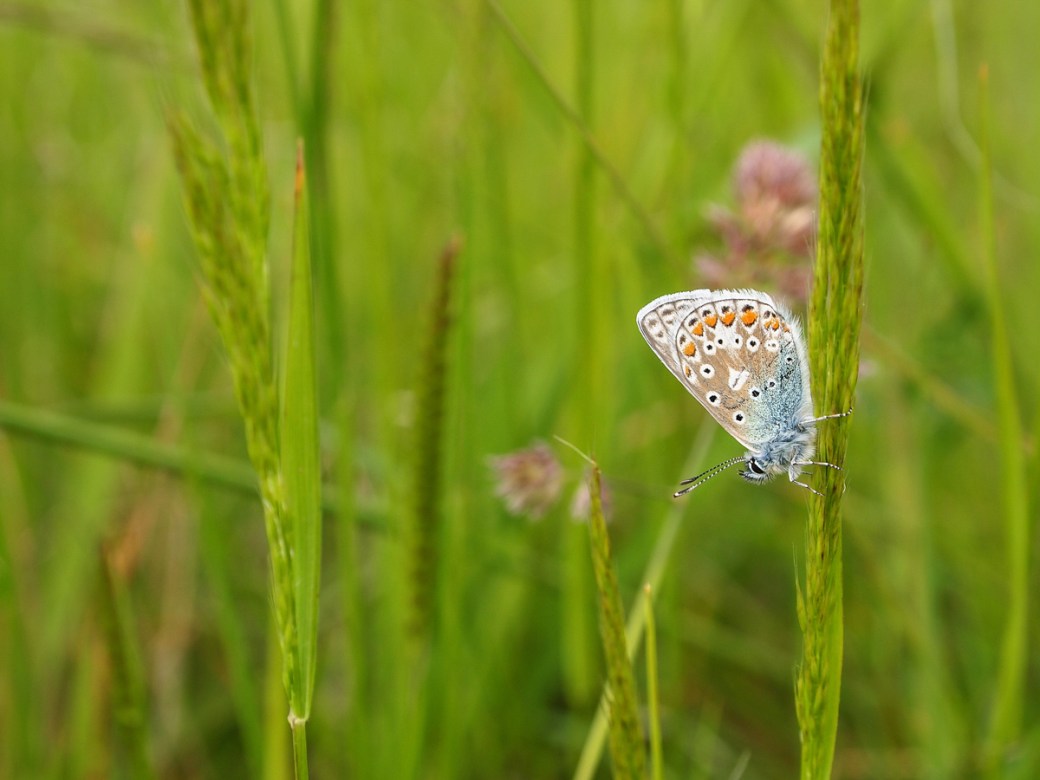 Common blue, Hoo Peninsula