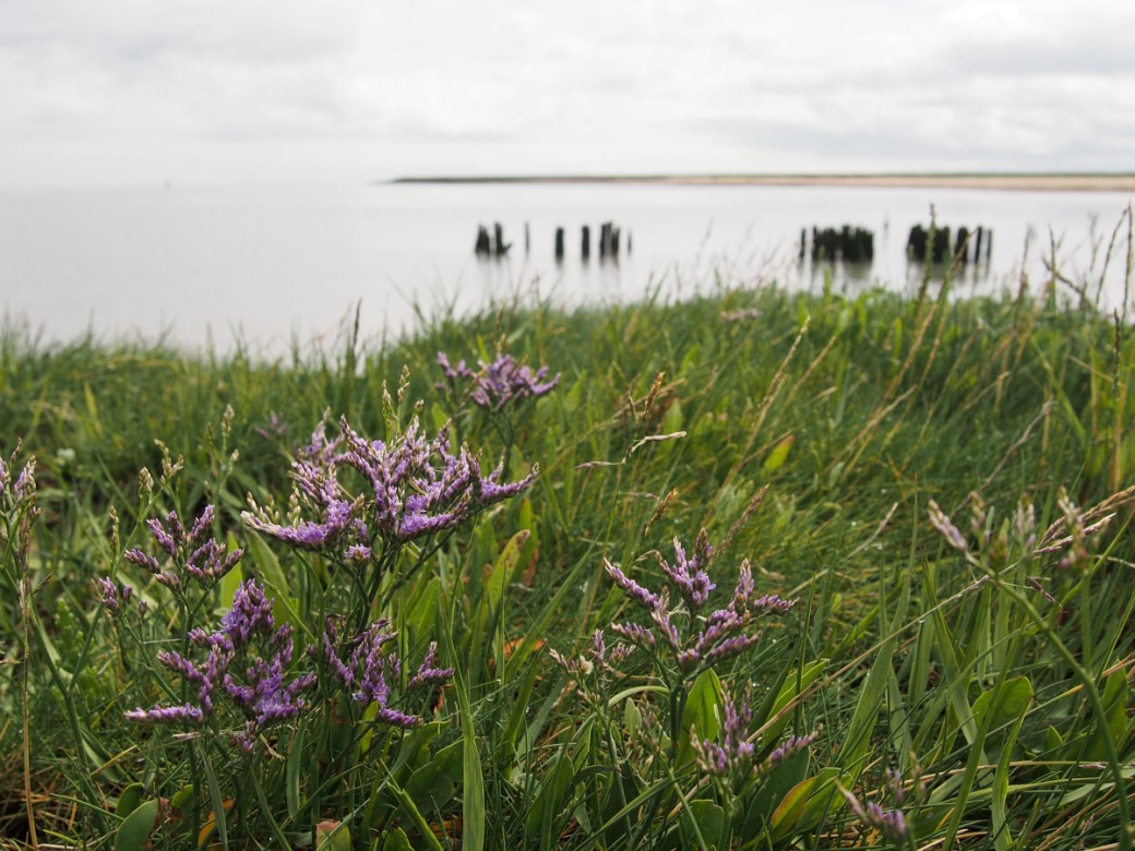 Sea lavender