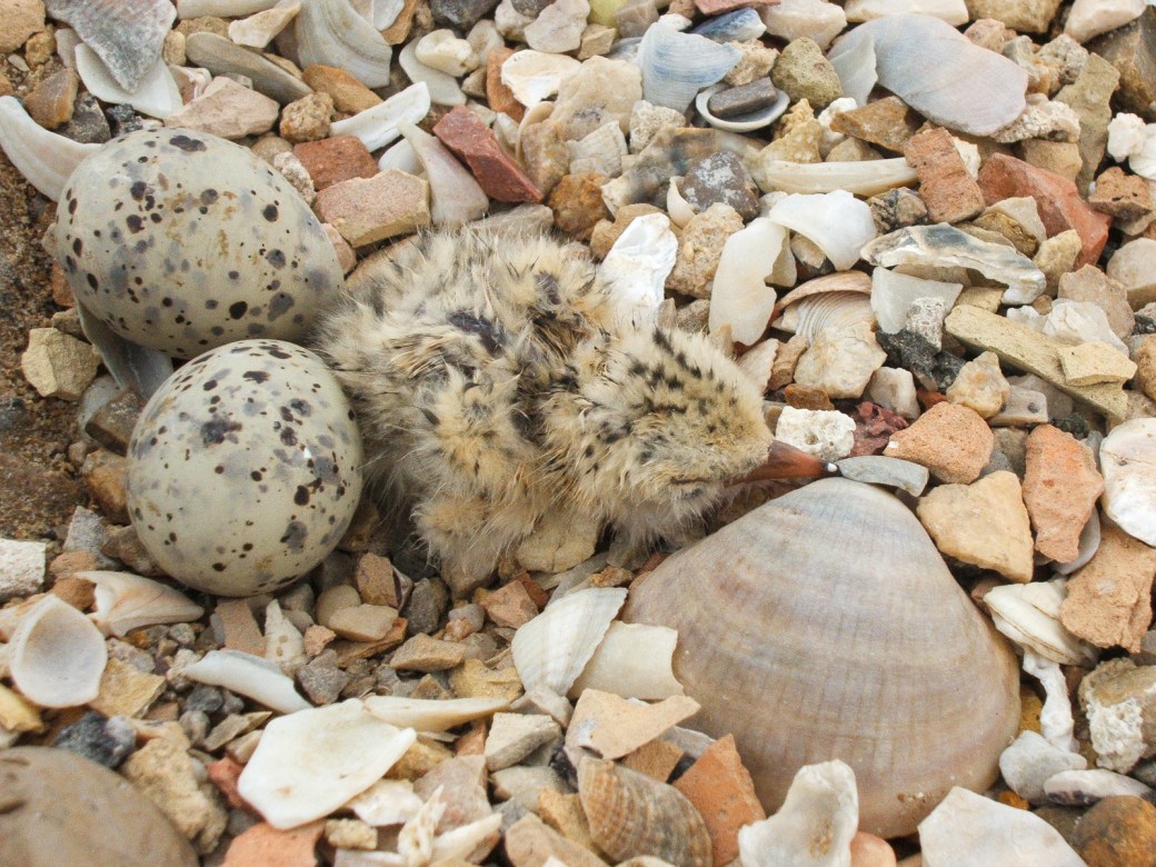 Freshly hatched Kentish plover. Credit - Salarte