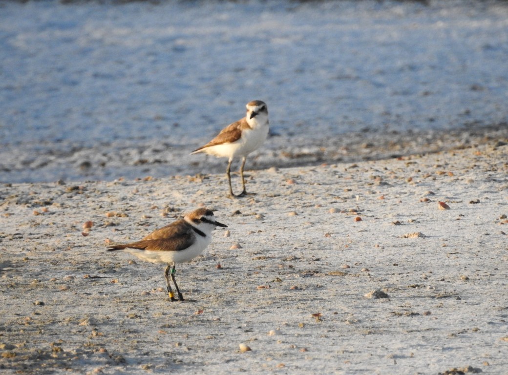 Kentish plovers, Bay of Cádiz. Credit - Salarte