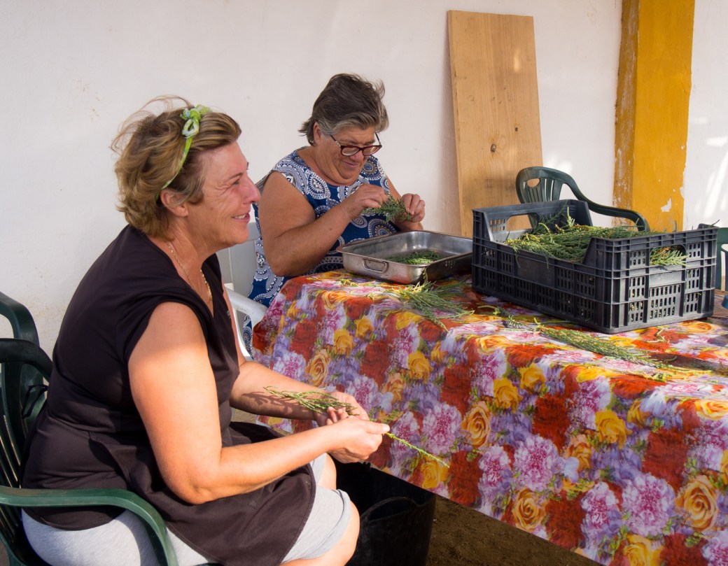 Isabel Ariza and relative cleaning salicornia