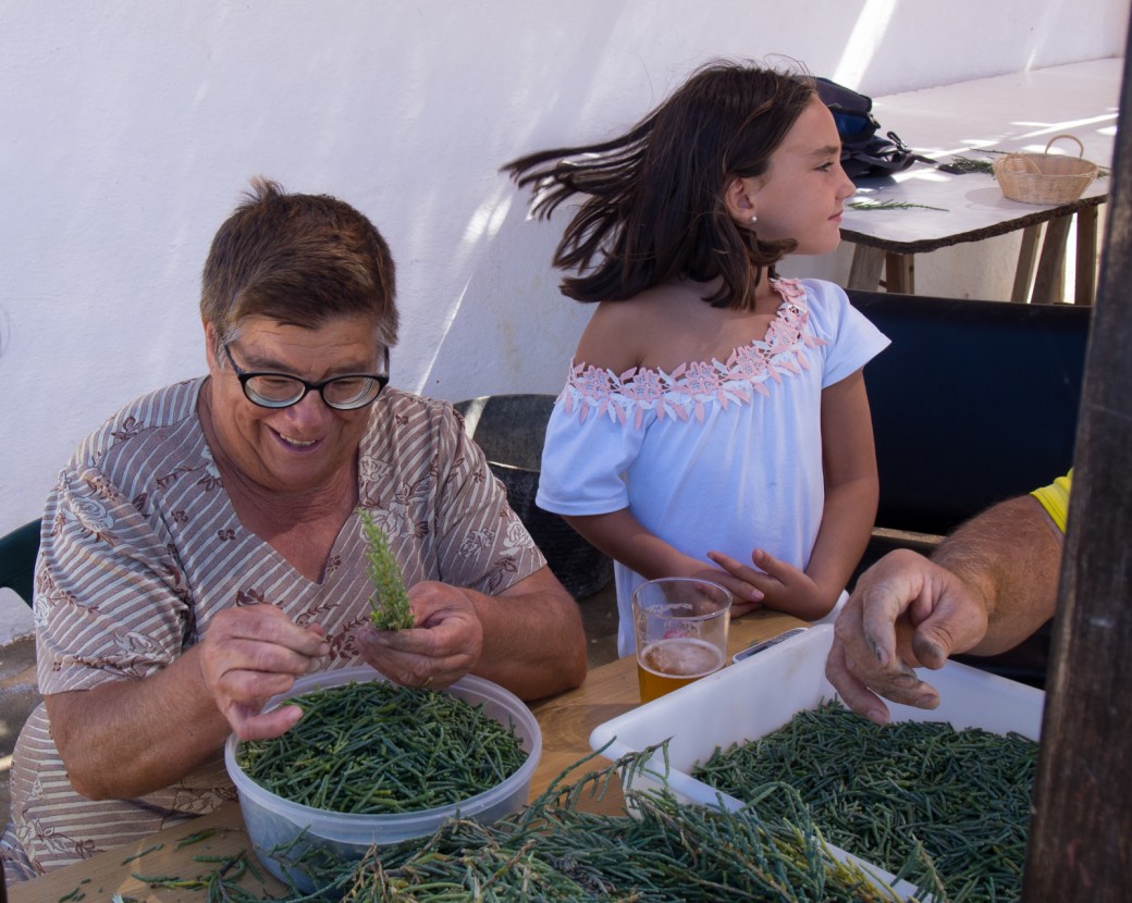 Salicornia clearning