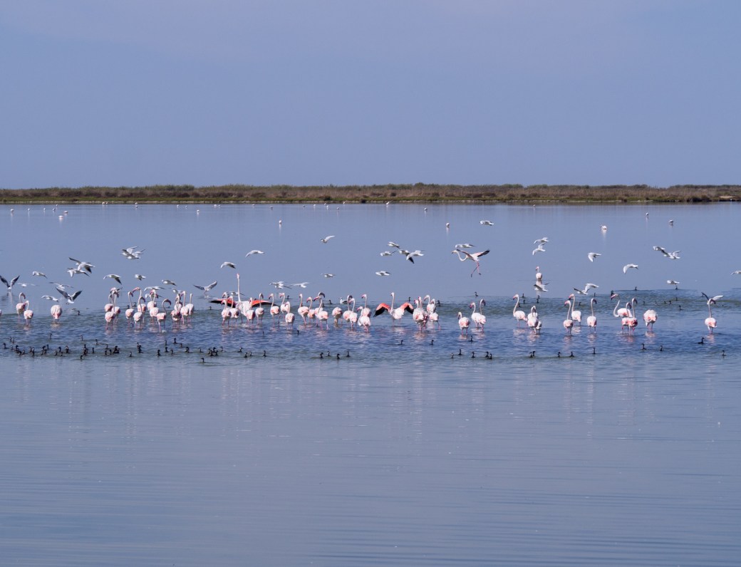 Flamingos in old salt pans