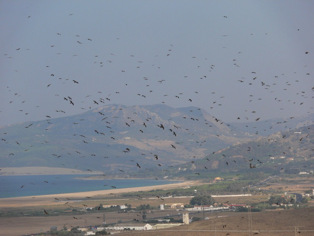 Black kites. Credit - Alejandro Onrubia, Fundación Migres