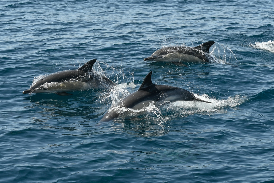 Common dolphins, Strait of Gibraltar. Credit - Iris Anfruns, Turmares