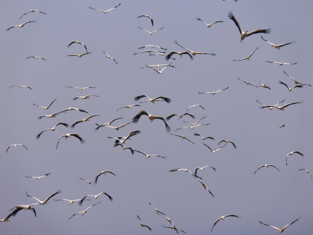 Migrating white storks. Credit - Alejandro Onrubia, Fundación Migres
